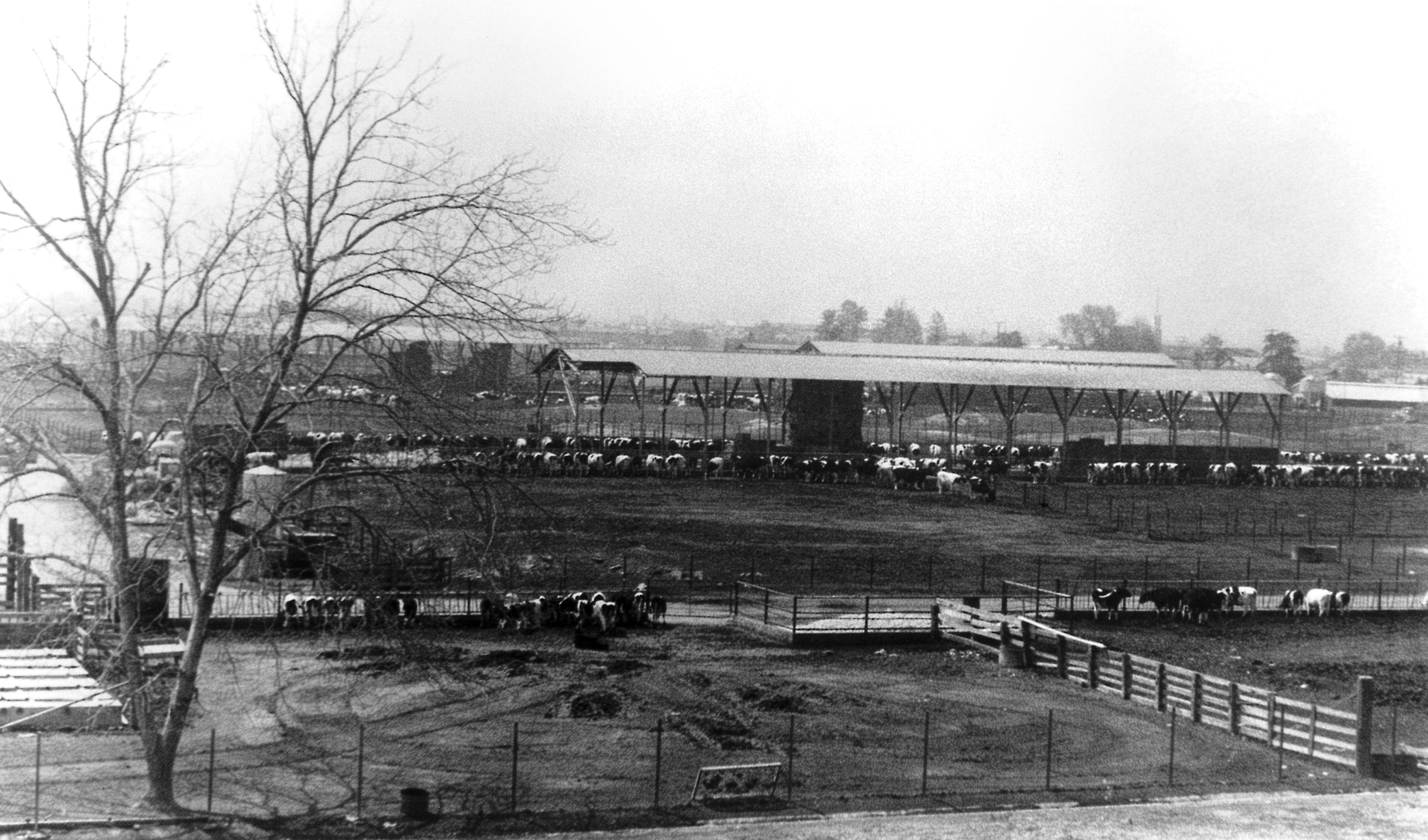 Photo of a typical Dairy Valley farm operation.